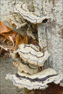 Image of Auricularia mesenterica (Dicks.) Pers. 1822