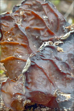 Image of Auricularia mesenterica (Dicks.) Pers. 1822