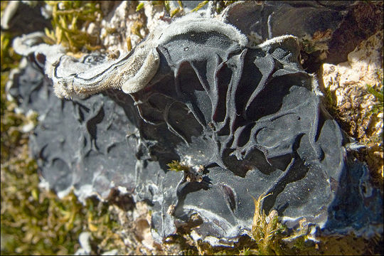 Image of Auricularia mesenterica (Dicks.) Pers. 1822