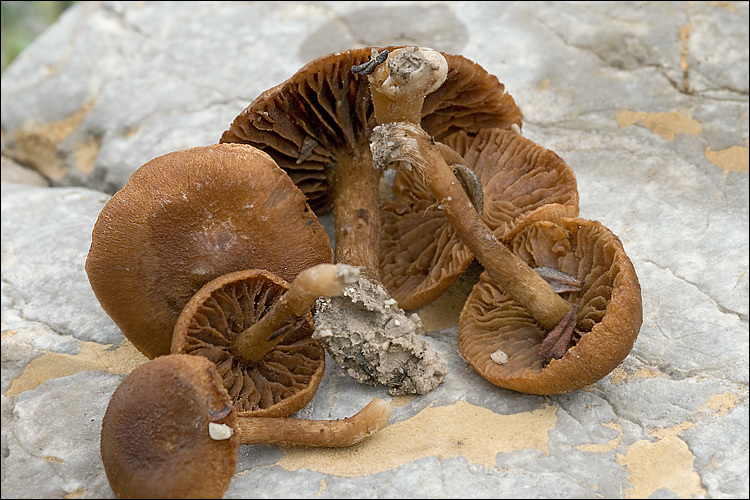 Image of Inocybe dulcamara (Pers.) P. Kumm. 1871