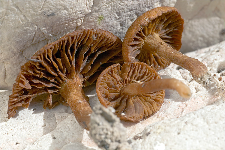 Image of Inocybe dulcamara (Pers.) P. Kumm. 1871