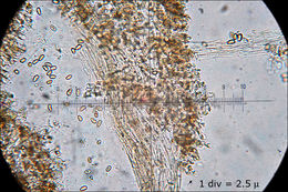 Image of Inocybe dulcamara (Pers.) P. Kumm. 1871