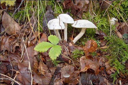 Image of Hygrophorus eburneus (Bull.) Fr. 1838