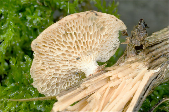 Image of Hexagonal-pored polypore