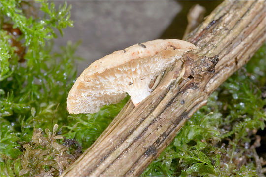 Image of Hexagonal-pored polypore