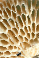 Image of Hexagonal-pored polypore