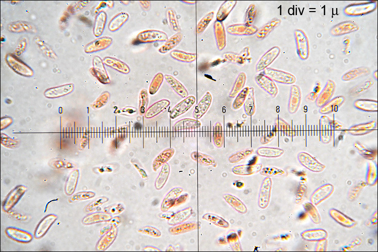 Image de Polypore alvéolé