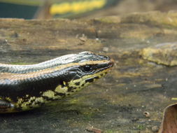 Image of Schwartze's Skink