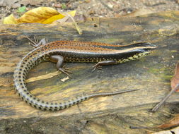 Image of Schwartze's Skink