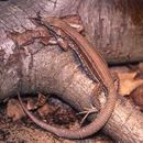 Image of Saint Lucia whiptail