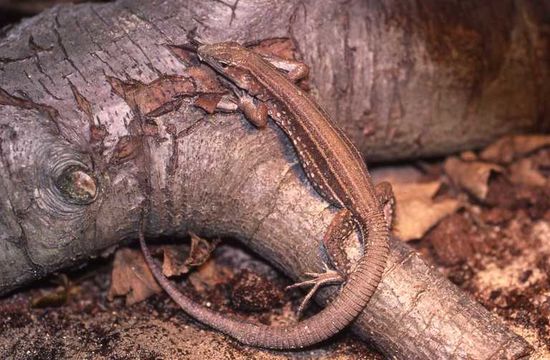 Image of Saint Lucia whiptail