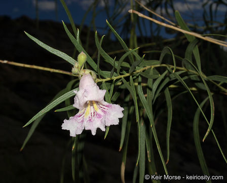 Слика од Chilopsis linearis subsp. arcuata (Fosberg) J. Henrickson