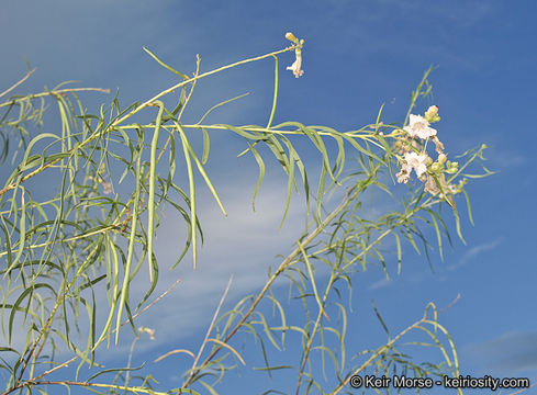 Plancia ëd Chilopsis linearis subsp. arcuata (Fosberg) J. Henrickson