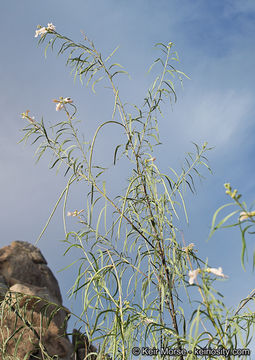 Plancia ëd Chilopsis linearis subsp. arcuata (Fosberg) J. Henrickson