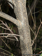 Plancia ëd Chilopsis linearis subsp. arcuata (Fosberg) J. Henrickson