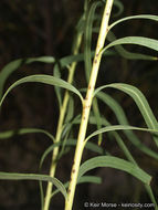 Plancia ëd Chilopsis linearis subsp. arcuata (Fosberg) J. Henrickson