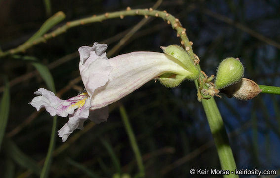 Plancia ëd Chilopsis linearis subsp. arcuata (Fosberg) J. Henrickson