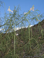 Plancia ëd Chilopsis linearis subsp. arcuata (Fosberg) J. Henrickson