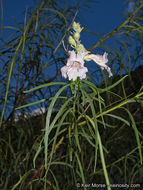 Plancia ëd Chilopsis linearis subsp. arcuata (Fosberg) J. Henrickson