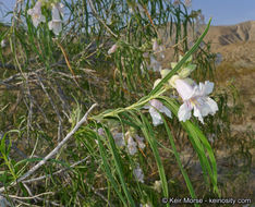 Plancia ëd Chilopsis linearis subsp. arcuata (Fosberg) J. Henrickson