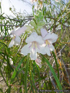 Plancia ëd Chilopsis linearis subsp. arcuata (Fosberg) J. Henrickson