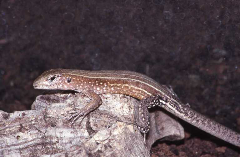 Image of Saint Lucia whiptail