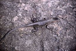 Image of Galapagos Lava Lizard