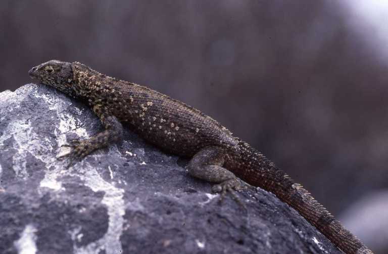 Image of Hood Lava Lizard