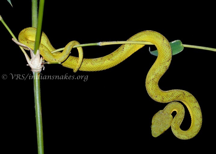 Image of Common Bamboo Viper