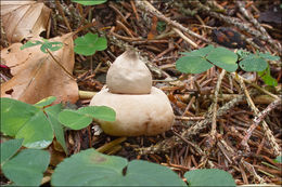 Image of Fringed Earthstar