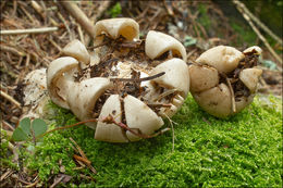 Image of Fringed Earthstar