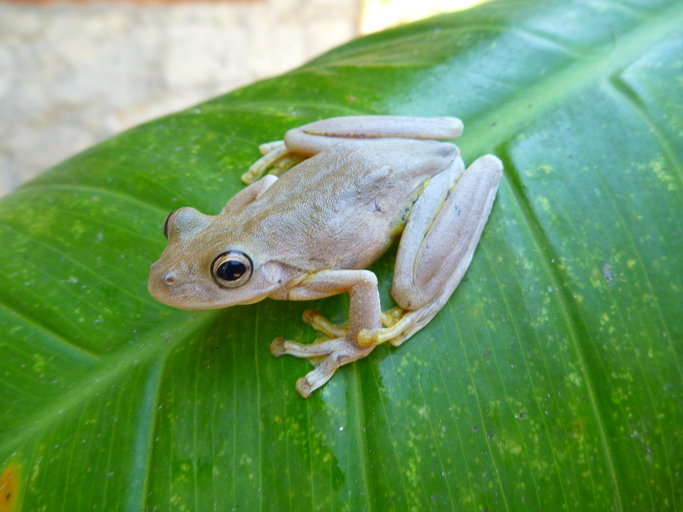 Image de Litoria everetti (Boulenger 1897)