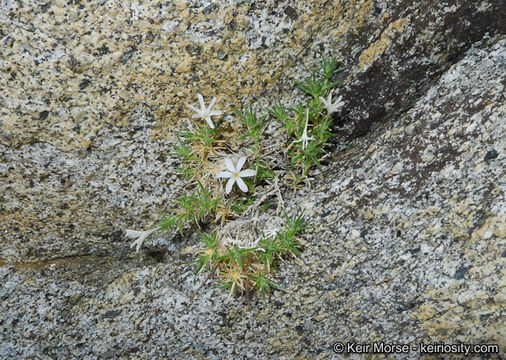 Image of San Jacinto prickly phlox