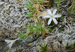 Image of San Jacinto prickly phlox