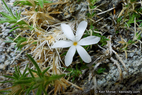 Image of San Jacinto prickly phlox