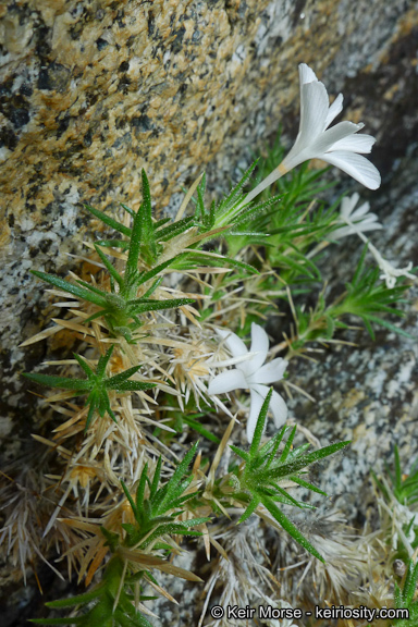 Image of San Jacinto prickly phlox