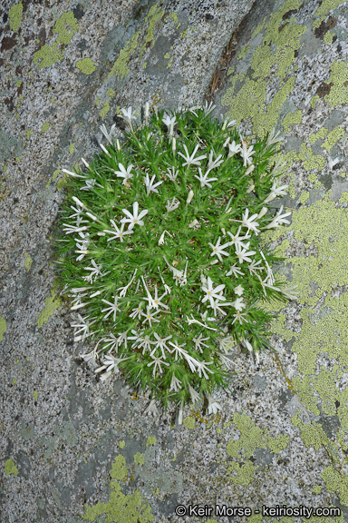 Image of San Jacinto prickly phlox