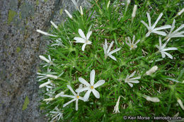 Image of San Jacinto prickly phlox