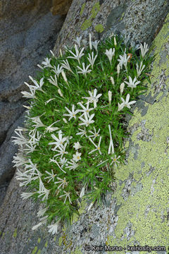 Image of San Jacinto prickly phlox