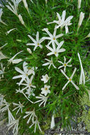 Image of San Jacinto prickly phlox