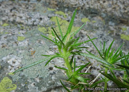 Image of San Jacinto prickly phlox