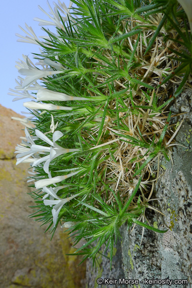 Image of San Jacinto prickly phlox