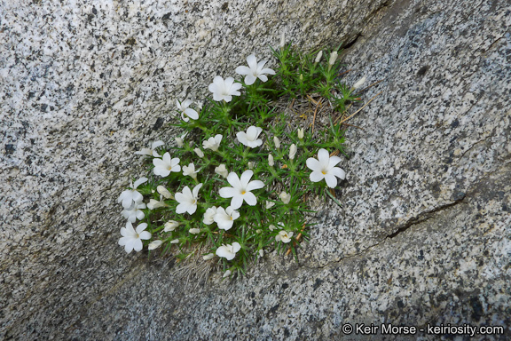 Image of San Jacinto prickly phlox