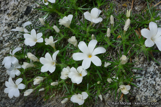 Image of San Jacinto prickly phlox