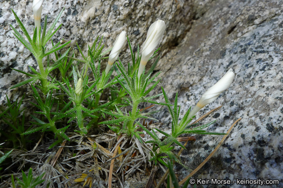 Image of San Jacinto prickly phlox