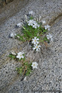 Image of San Jacinto prickly phlox