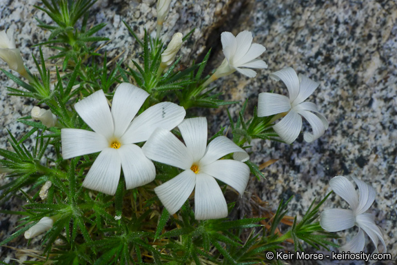 Image of San Jacinto prickly phlox