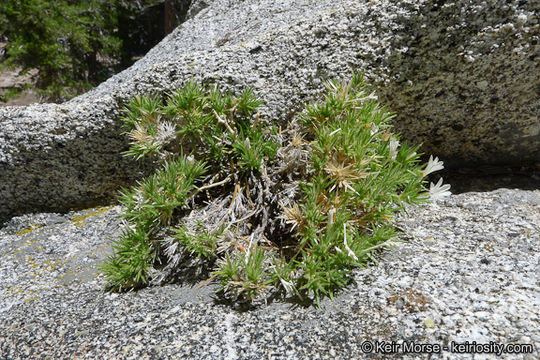 Image of San Jacinto prickly phlox