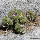 Image of San Jacinto prickly phlox