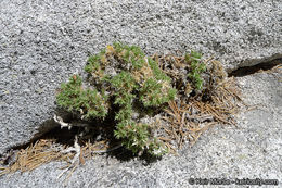 Image of San Jacinto prickly phlox